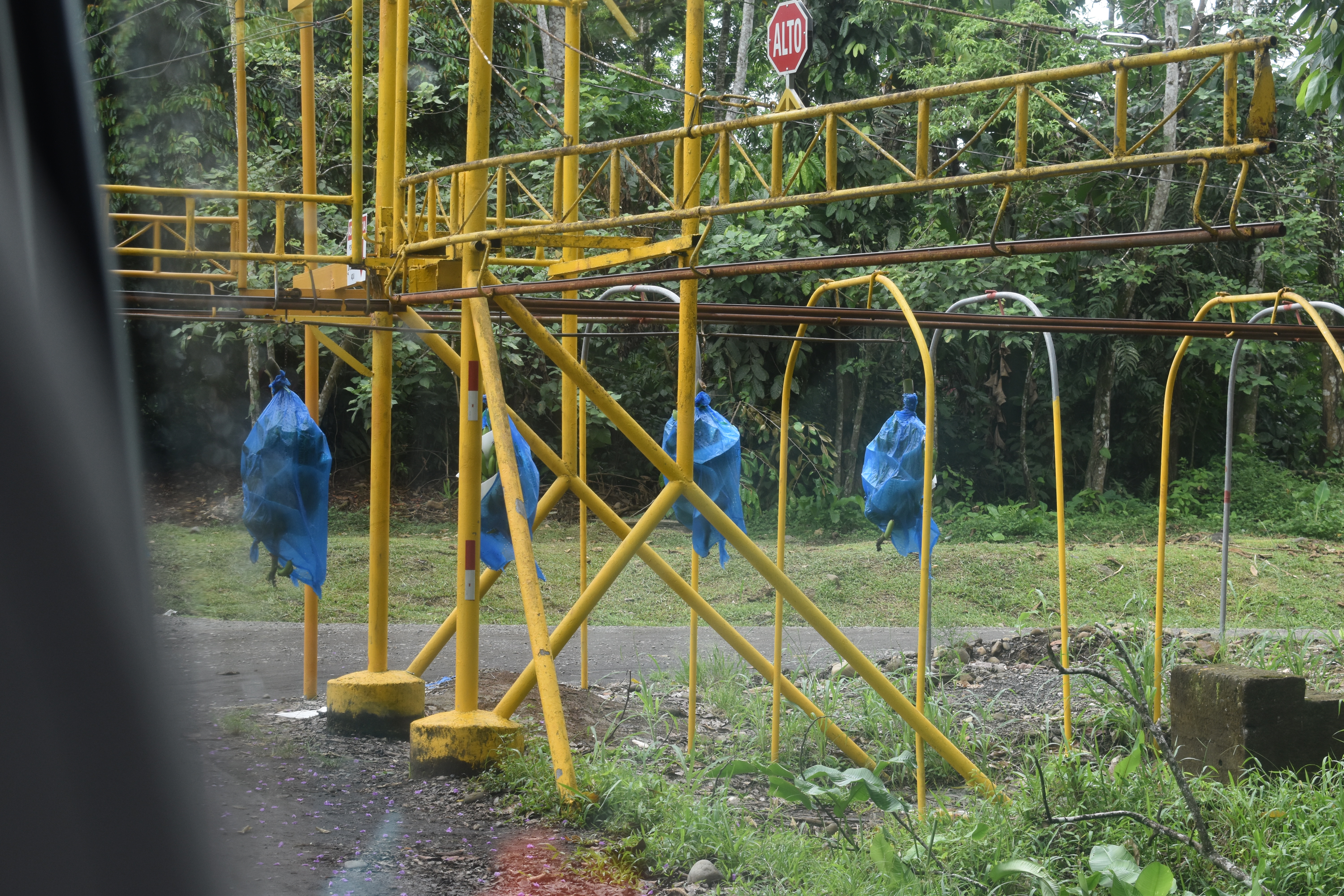 Photo 6 - banana transport.JPG